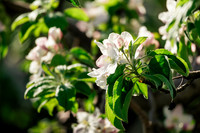2026_VisitWW_Spring_AppleBlossoms_0002