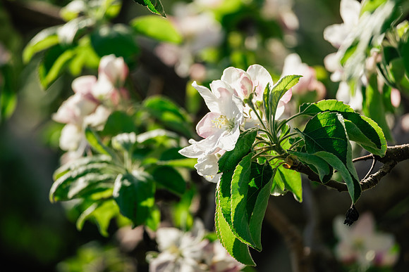 2026_VisitWW_Spring_AppleBlossoms_0002