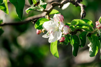 2026_VisitWW_Spring_AppleBlossoms_0003
