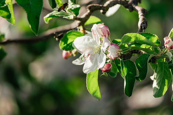 2026_VisitWW_Spring_AppleBlossoms_0003
