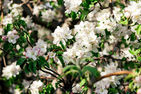 2026_VisitWW_Spring_AppleBlossoms_0004