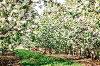 2026_VisitWW_Spring_AppleBlossoms_0001
