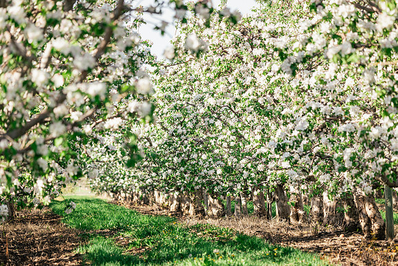 2026_VisitWW_Spring_AppleBlossoms_0001