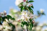 2026_VisitWW_Spring_AppleBlossoms_0008