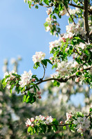 2026_VisitWW_Spring_AppleBlossoms_0007
