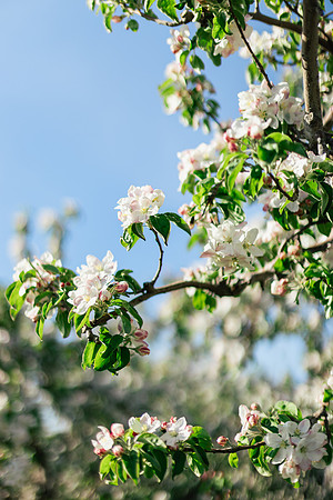 2026_VisitWW_Spring_AppleBlossoms_0007
