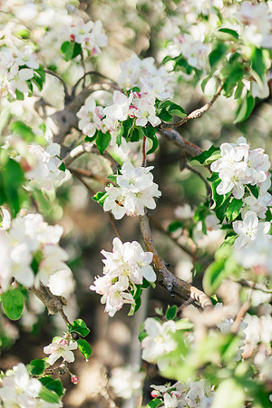 2026_VisitWW_Spring_AppleBlossoms_0009