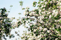 2026_VisitWW_Spring_AppleBlossoms_0006