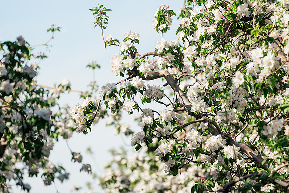 2026_VisitWW_Spring_AppleBlossoms_0006