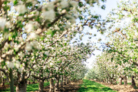 2026_VisitWW_Spring_AppleBlossoms_0010