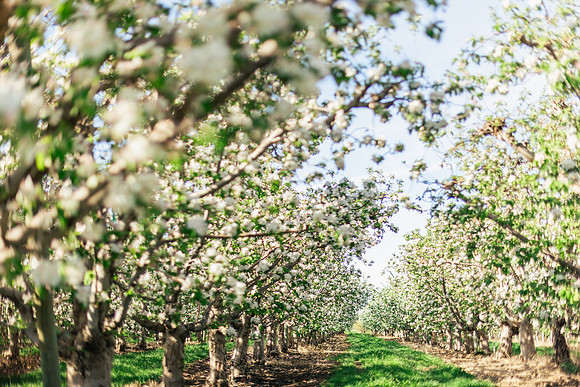 2026_VisitWW_Spring_AppleBlossoms_0010