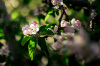 2026_VisitWW_Spring_AppleBlossoms_0012