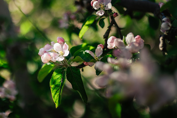 2026_VisitWW_Spring_AppleBlossoms_0012