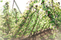 2026_VisitWW_Spring_AppleBlossoms_0011