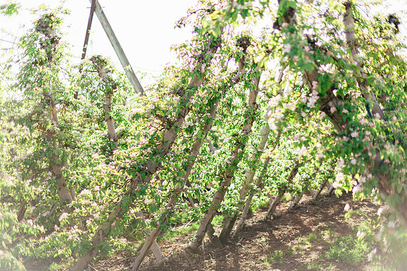 2026_VisitWW_Spring_AppleBlossoms_0011