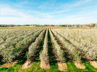 2026_VisitWW_Spring_AppleBlossoms_0015
