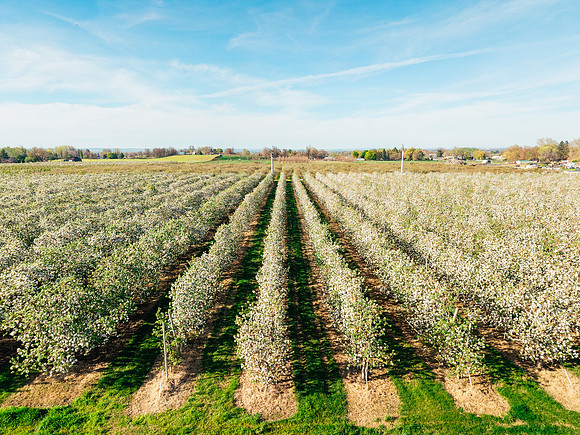 2026_VisitWW_Spring_AppleBlossoms_0015
