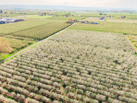 2026_VisitWW_Spring_AppleBlossoms_0017