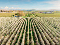 2026_VisitWW_Spring_AppleBlossoms_0018