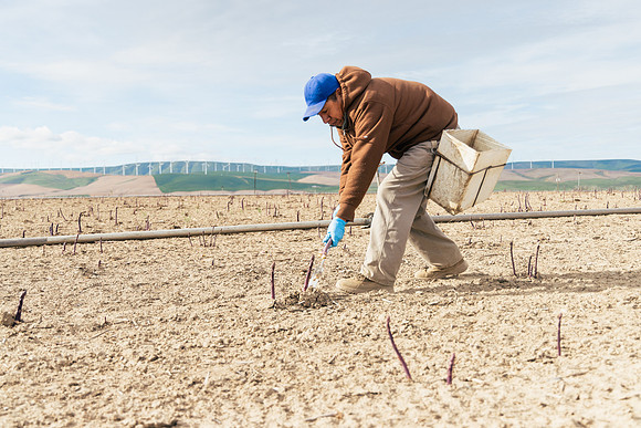 2026_VisitWW_Spring_Asparagus_0001