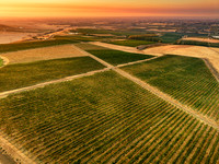 2025_VisitWW_04_Vineyard_Ferguson_0017