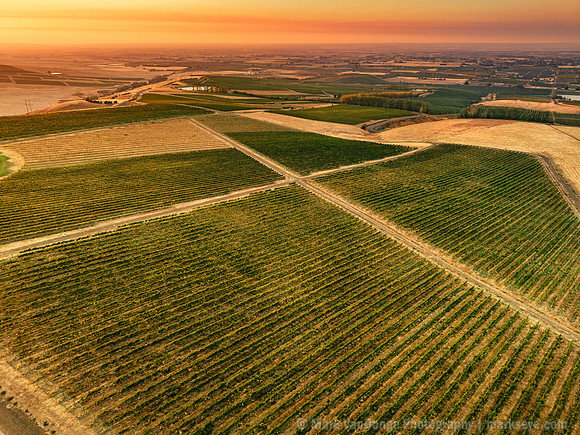 2025_VisitWW_04_Vineyard_Ferguson_0017