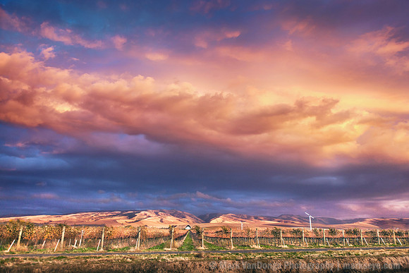 2013_GreatVineyardSunset_Cut1_0037 edit 2 print