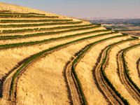 2025_VisitWW_05_Vineyard_SerraPedace_0003
