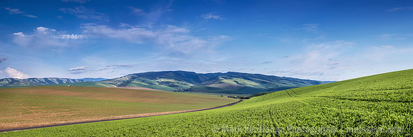 2015_SpringBlues_0184 PS 1 15x45 print