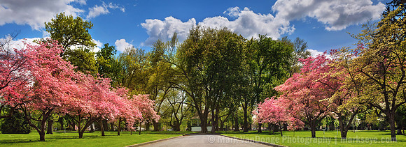 2012_PioneerParkDogwoods_0048 edit1 pan crop 2021 update v2