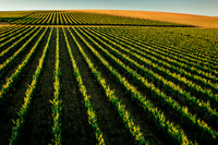 2025_VisitWW_02_Vineyard_Figgins_0007