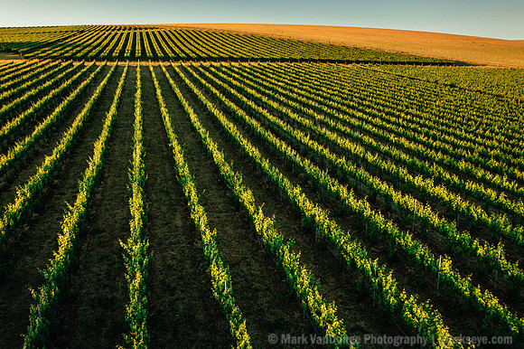 2025_VisitWW_02_Vineyard_Figgins_0007
