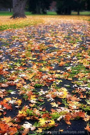 ParkRain_0037 alt1 2021 update