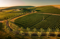 2025_VisitWW_02_Vineyard_Figgins_0004