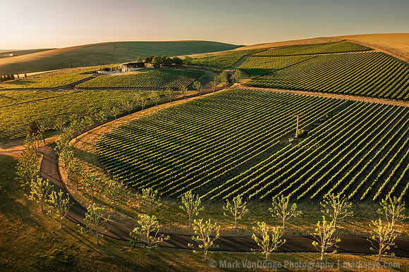 2025_VisitWW_02_Vineyard_Figgins_0004