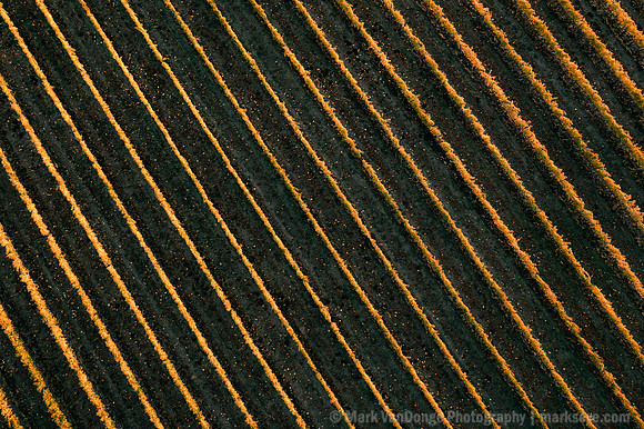 2021_GoldenLines_0022