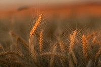2025_VisitWW_03_Variable_ScenicWheat_0004