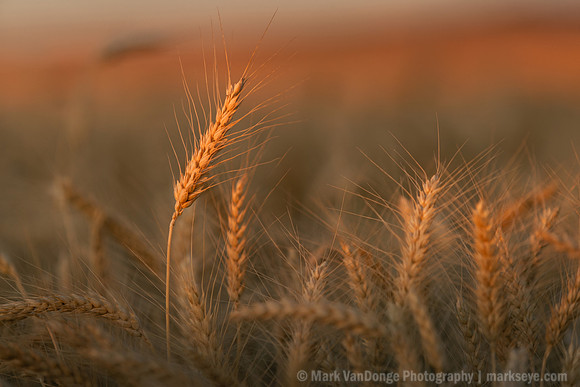 2025_VisitWW_03_Variable_ScenicWheat_0004