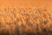 2025_VisitWW_03_Variable_ScenicWheat_0002