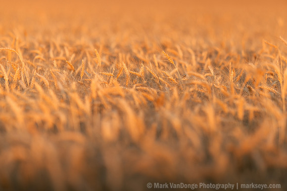 2025_VisitWW_03_Variable_ScenicWheat_0002