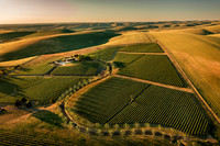 2025_VisitWW_02_Vineyard_Figgins_0003