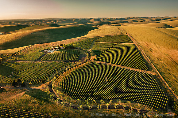 2025_VisitWW_02_Vineyard_Figgins_0003