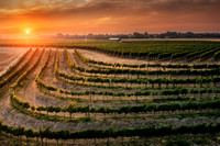 2025_VisitWW_03_Vineyard_Yellowhawk_0013