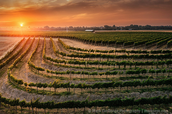 2025_VisitWW_03_Vineyard_Yellowhawk_0013