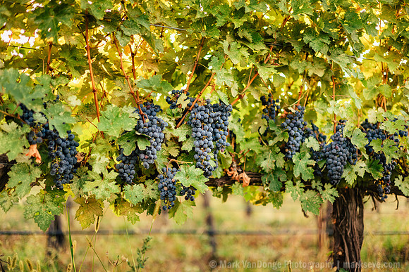 2025_VisitWW_04_Vineyard_Ferguson_0006