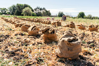 2025_VisitWW_03_Ag_CastoldiSweetOnions_0002