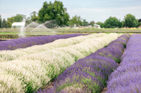 2025_VisitWW_02_Ag_CrocketRdLavender_0007