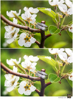 Basic Edit vs Signature Edit