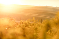 Carbondale Vineyard