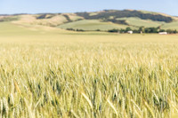 2025_VisitWW_02_Ag_Wheat_0003